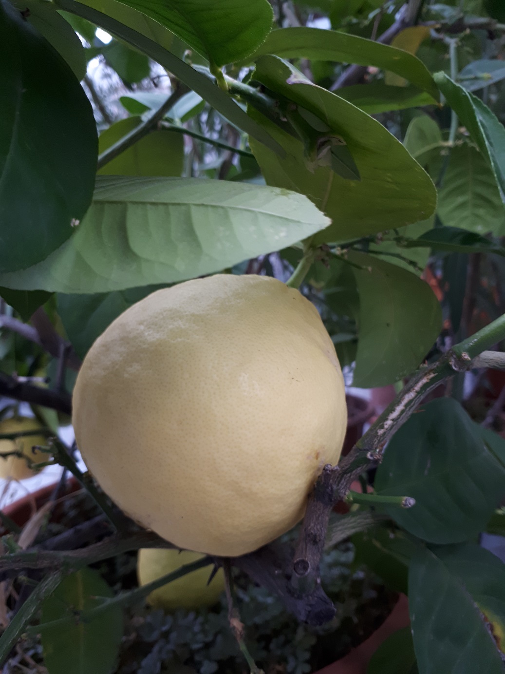 Citrus